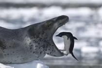 Choáng váng sự thật về loài hải cẩu tàn bạo nhất thế giới