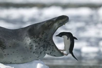 Choáng váng sự thật về loài hải cẩu tàn bạo nhất thế giới