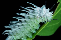 Ngỡ ngàng loài côn trùng khổng lồ, nổi tiếng thế giới của Việt Nam