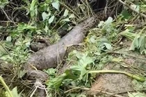 Cừu mất tích kỳ lạ, đi tìm kinh hãi phát hiện trăn "khủng" nặng 90kg