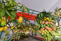 Đồng Tháp tổ chức Lễ hội Xoài dịp 30/4 