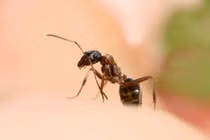 Bị kiến lửa đốt, bé trai 8 tuổi sốc phản vệ nguy kịch