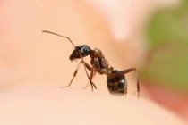 Bị kiến lửa đốt, bé trai 8 tuổi sốc phản vệ nguy kịch