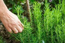 Loại thảo mộc là 'khắc tinh' của ung thư