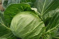 4 loại rau là "nhà vô địch axit folic", rất tốt cho người trên 50 tuổi