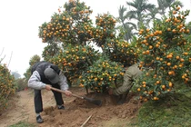 Trồng lại quất cảnh trong chậu chơi Tết năm sau