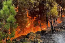 Cháy rừng ở Nghệ An: Người gây thiệt hại, xử thế nào? 