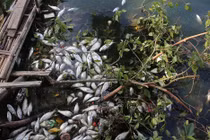 Lãnh đạo Thủ đô yêu cầu khắc phục hiện tượng cá chết hồ Tây