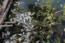 Lãnh đạo Thủ đô yêu cầu khắc phục hiện tượng cá chết hồ Tây