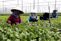 Nông nghiệp Hà Nội tăng cường cung ứng thực phẩm Tết 2023