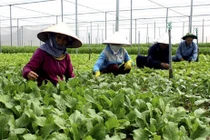 Nông nghiệp Hà Nội tăng cường cung ứng thực phẩm Tết 2023