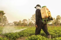 Sử dụng thuốc BVTV an toàn hướng đến thực phẩm bền vững