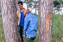 Lâm Đồng: Điều tra việc rừng thông ba lá bị đầu độc bằng hóa chất