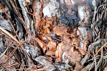 Phá rừng ở Lâm Đồng: Yêu cầu tạm đình chỉ công tác 2 chủ tịch xã