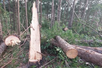 Lâm Đồng: Điều tra vụ triệt hạ hơn 140 cây thông tại xã Mê Linh