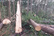 Lâm Đồng: Điều tra vụ triệt hạ hơn 140 cây thông tại xã Mê Linh