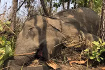 Đắk Lắk: Thêm 1 cá thể voi nhà chết vì bệnh