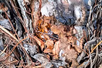 Phá rừng ở Lâm Đồng: Yêu cầu tạm đình chỉ công tác 2 chủ tịch xã