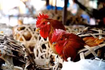 Hàng chục nghìn tấn gà thải loại nhập lậu vào Việt Nam mỗi tháng