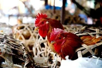 Hàng chục nghìn tấn gà thải loại nhập lậu vào Việt Nam mỗi tháng