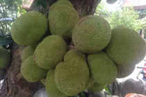 Chiêm ngưỡng những loại cây “mắn đẻ” nhất Việt Nam 