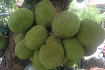 Chiêm ngưỡng những loại cây “mắn đẻ” nhất Việt Nam 