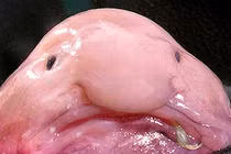 Top động vật kỳ dị nhất thế giới