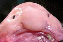 Top động vật kỳ dị nhất thế giới