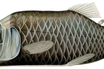 Cận cảnh loài cá lập dị nhất biển sâu