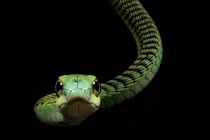 5 loài rắn độc nhất thế gian