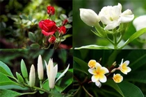 Top 10 loài hoa thơm quyến rũ nhất hành tinh