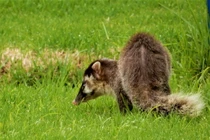 12 loài chồn thú vị nhất Việt Nam