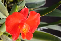 Top 30 loài hoa phong lan độc lạ nhất thế giới (2)