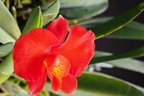 Top 30 loài hoa phong lan độc lạ nhất thế giới (2)