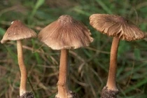 Nấm độc chết người: Nhận biết 2 loại nấm độc thường gặp