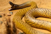 Thót tim loài rắn độc nhất thế gian, có thể giết 100 người cùng lúc