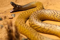 Thót tim loài rắn độc nhất thế gian, có thể giết 100 người cùng lúc