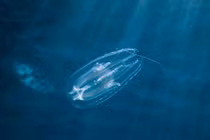 Loài động vật nào xuất hiện đầu tiên trên Trái Đất?