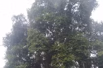 Cây thị hơn 300 tuổi được công nhận là Cây di sản Việt Nam