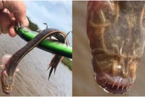 Đi câu cá, hốt hoảng “tóm” được sinh vật lạ có ngoại hình đáng sợ