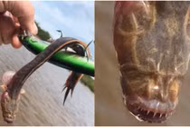 Đi câu cá, hốt hoảng “tóm” được sinh vật lạ có ngoại hình đáng sợ