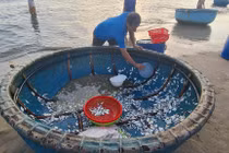 Ngư dân kiếm tiền triệu nhờ trúng đậm cá cơm, cá trích 