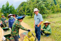 Cận cảnh vườn sầu riêng 1.200 ha siêu lợi nhuận của bầu Đức