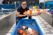 Thú chơi xa xỉ của đại gia cá Koi nức tiếng Việt Nam