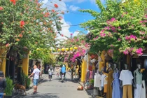 Mê mẩn giàn hoa giấy, sử quân tử đẹp "lịm tim" ở phố cổ Hội An