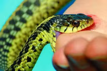 Bé trai bị rắn độc cắn lúc đi bộ: Sơ cứu sao khi bị rắn cắn?