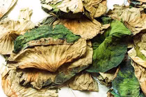 Vì sao lá sen được mệnh danh "siêu hút mỡ"?