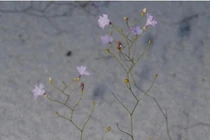 Cận cảnh loài cây được mệnh danh “sát thủ bất động” dưới cát