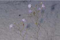 Cận cảnh loài cây được mệnh danh “sát thủ bất động” dưới cát