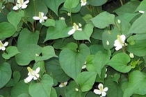 Cách chế rau diếp cá thanh nhiệt, chữa nhiều bệnh mùa hè